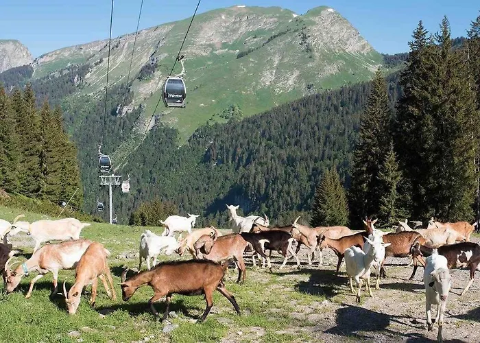 Appartement Duplex Avec Cheminee Et Vue Montagne Le Biot